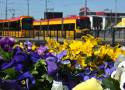 Darmowe kwiaty do zgarnięcia w Warszawie. Kolorowe bratki szukają nowych domów. Rośliny ozdabiały pętle komunikacji miejskiej
