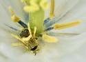 Przyroda coraz bliżej. Natura w skali makro, pyłek kwiatowy i czułki mrówki. Zobacz jak pasjonaci fotografii promują gminę Krzeszowice
