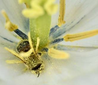 Przyroda coraz bliżej. Natura w skali makro, pyłki, czułki i krople rosy na zdjęciach
