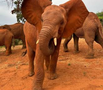 Uczniowie z nyskiej szkoły podstawowej adoptowali słonia w Kenii