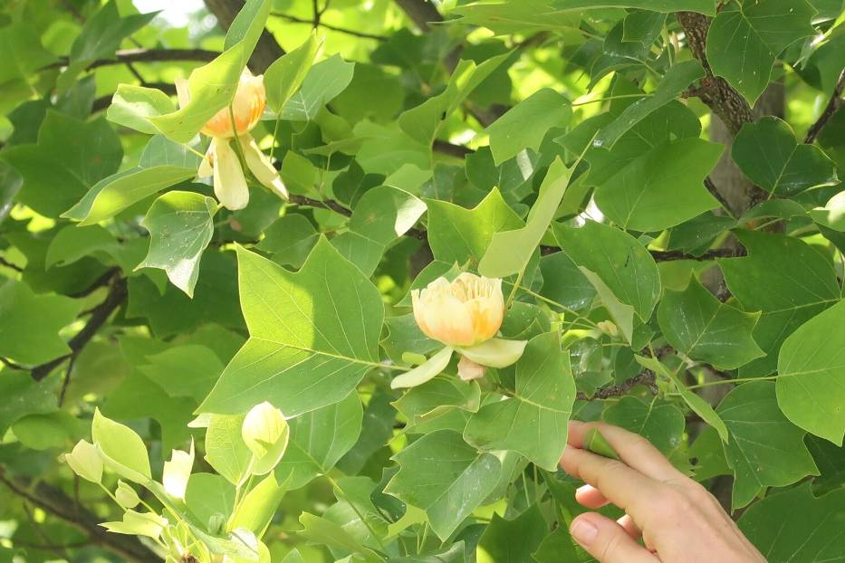 Arboretum w Wojsławicach: Pora na podziwianie pachnących liliowców i pyszne czereśnie! Zdjęcia