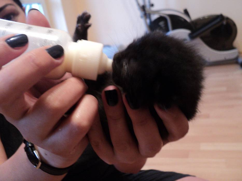Koty Do Adopcji Pila Naszemiasto Pl