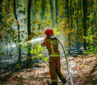 Pożary lasów w Małopolsce. Strażacy z powiatu olkuskiego mają ręce pełne roboty 