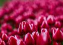 Nie musisz jechać do Holandii. Aby zobaczyć miliony kwitnących tulipanów wybierz się do Chrzypska Wielkiego pod Sierakowem!