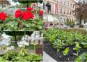 W Tarnowie będzie więcej zieleni. Miasto tej wiosny planuje posadzić na skwerach i rondach blisko 31 tysięcy kwiatów. Mamy zdjęcia!