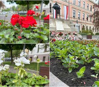 W Tarnowie będzie więcej zieleni. Miasto planuje posadzić blisko 31 tysięcy kwiatów