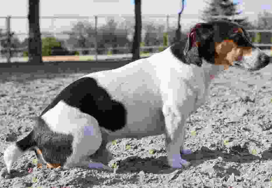Zaginął pies: Jack russell terrier z okolic Gostynia