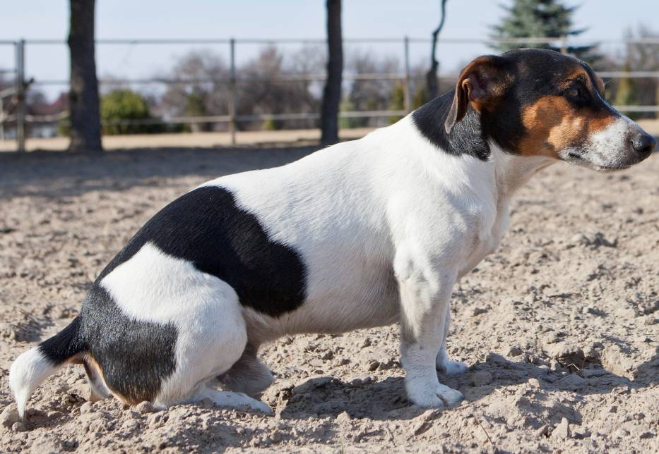 Zaginął pies: Jack russell terrier z okolic Gostynia