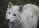 Jak nocą wyje wilk? „Nocne Zwiedzanie” w Zoo Borysew da Ci odpowiedź ZDJĘCIA