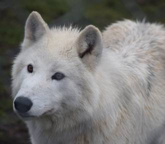 Jak nocą wyje wilk? „Nocne Zwiedzanie” w Zoo Borysew da Ci odpowiedź ZDJĘCIA
