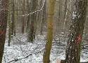 Planowana wycinka drzew w lesie przy ul. Glinki. Nadleśnictwo Bydgoszcz odpowiada zaniepokojonym mieszkańcom 