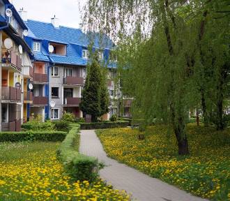 Osiedle niebieskich dachów w Olkuszu w wiosennej zieleni
