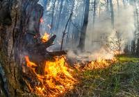 Zagrożenia pożarowego w lubuskich lasach! Jest ostrzeżenie najwyższego stopnia