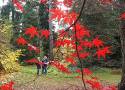 Jesień w arboretum w Rogowie. Przebarwiają się liście drzew i krzewów, ale rośliny też kwitną i owocują