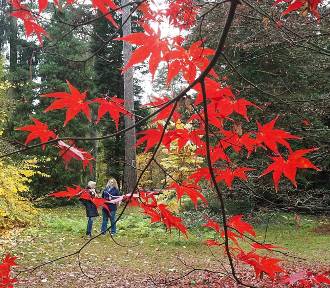 Spacer po czerwonym dywanie z liści. W arboretum w Rogowie jesień jest bajkowa 