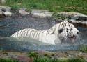 Niezwykła atrakcja w Zoo Borysew. W ogrodzie koło Poddębic powstaje basen dla... tygrysów ZDJĘCIA