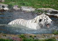 Niezwykła atrakcja! W Zoo Borysew powstaje basen dla... tygrysów ZDJĘCIA