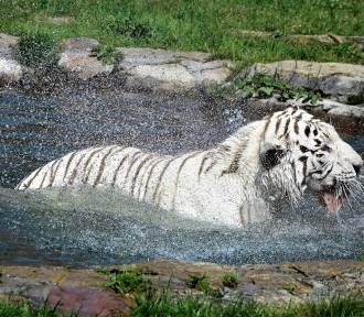 Niezwykła atrakcja! W Zoo Borysew powstaje basen dla... tygrysów ZDJĘCIA