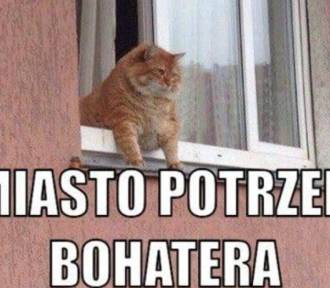 One podbijają internet! Zobacz najlepsze MEMY o kotach. Rozbawią Cię do łez!
