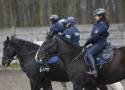 Policja w Warszawie ma nowe konie. Cztery wierzchowce zakończyły służbę przygotowawczą