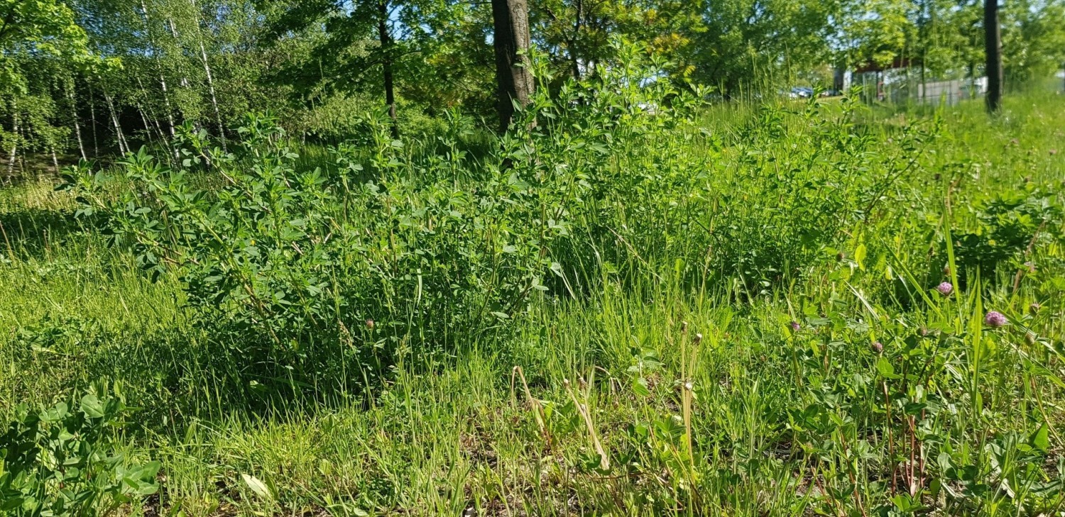 W Dąbrowie Górniczej nie wszystkie trawniki będą koszone Zobacz kolejne zdjęcia/plansze. Przesuwaj zdjęcia w prawo - naciśnij strzałkę lub przycisk NASTĘPNE