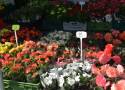 Handel na targowisku w Kościerzynie kwitnie! Królowały bajeczne kwiaty i krzewy