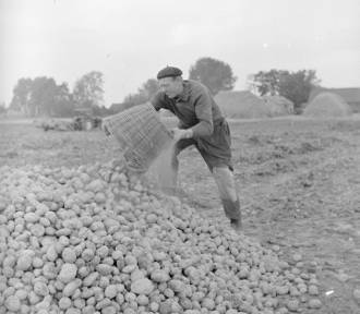 Wykopki! Jak kiedyś zbierano ziemniaki?      