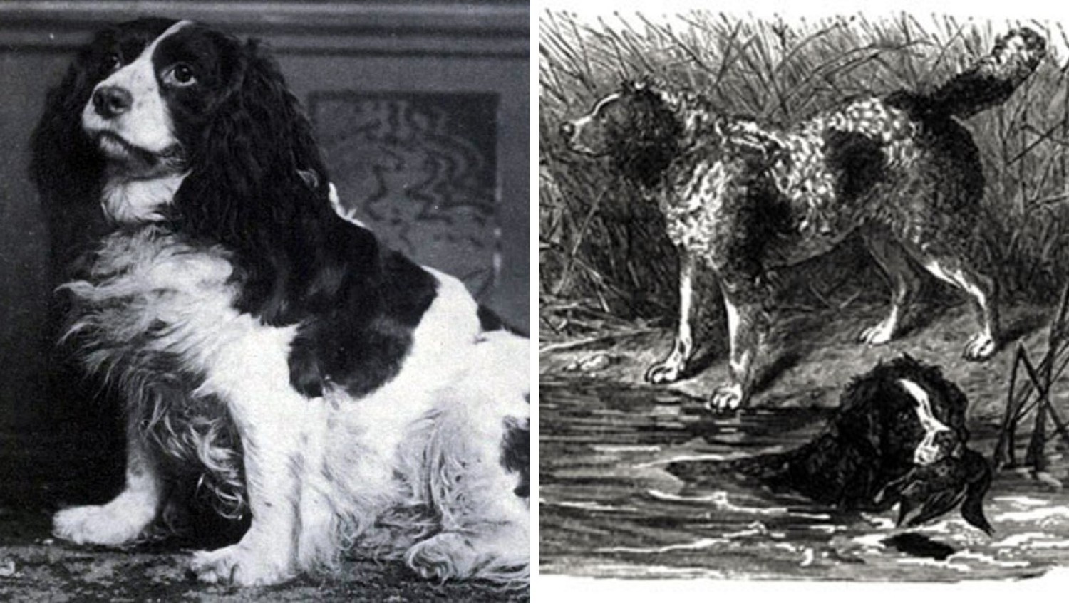 Norfolk Spaniel