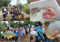 Tysiąc młodych ryb wpuszczono do Wisły pod Włocławkiem [zdjęcia, wyniki konkusu]