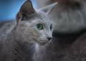 Najpiękniejszy kot na świecie rasy rosyjski niebieski mieszka w Tomaszowie. ZDJĘCIA
