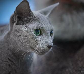 Najpiękniejszy kot na świecie rasy rosyjski niebieski mieszka w Tomaszowie. ZDJĘCIA