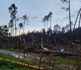 Połamane gałęzie, powalone drzewa. Burze zniszczyły lasy w Kujawsko-Pomorskiem