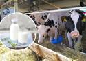 Mleko prosto od krowy ma bardzo zróżnicowane ceny. Tyle u progu lata 2023 kosztuje butelka bezpośrednio z gospodarstwa