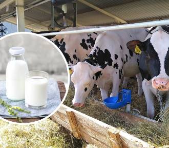 Ile kosztuje mleko prosto od krowy, karmionej drogim zbożem? Poznaj ceny u rolników