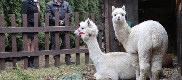 Zdjęcie artykułu z dnia 26-12-2025