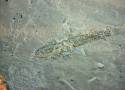 Nie do wiary! 230 mln lat ma ryba znaleziona w kopalni KGHM. Skąd się tam wzięła?