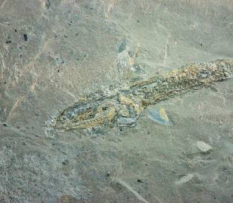 Dacie wiarę? 230 mln lat ma ryba znaleziona w kopalni KGHM. Skąd się tam wzięła?