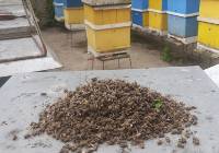 Trwa śledztwo prokuratury w sprawie martwych pszczół pod Pleszewem