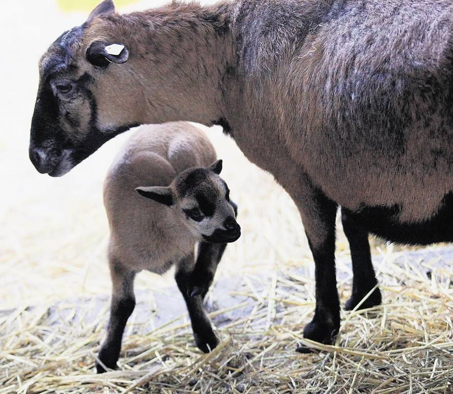 Małą owieczkę można oglądać w zagrodzie dziecięcej