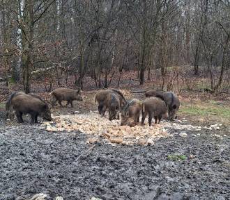 Spleśniały chleb porzucony w lesie na terenie Sosnowca. Leśnicy szukają winnych