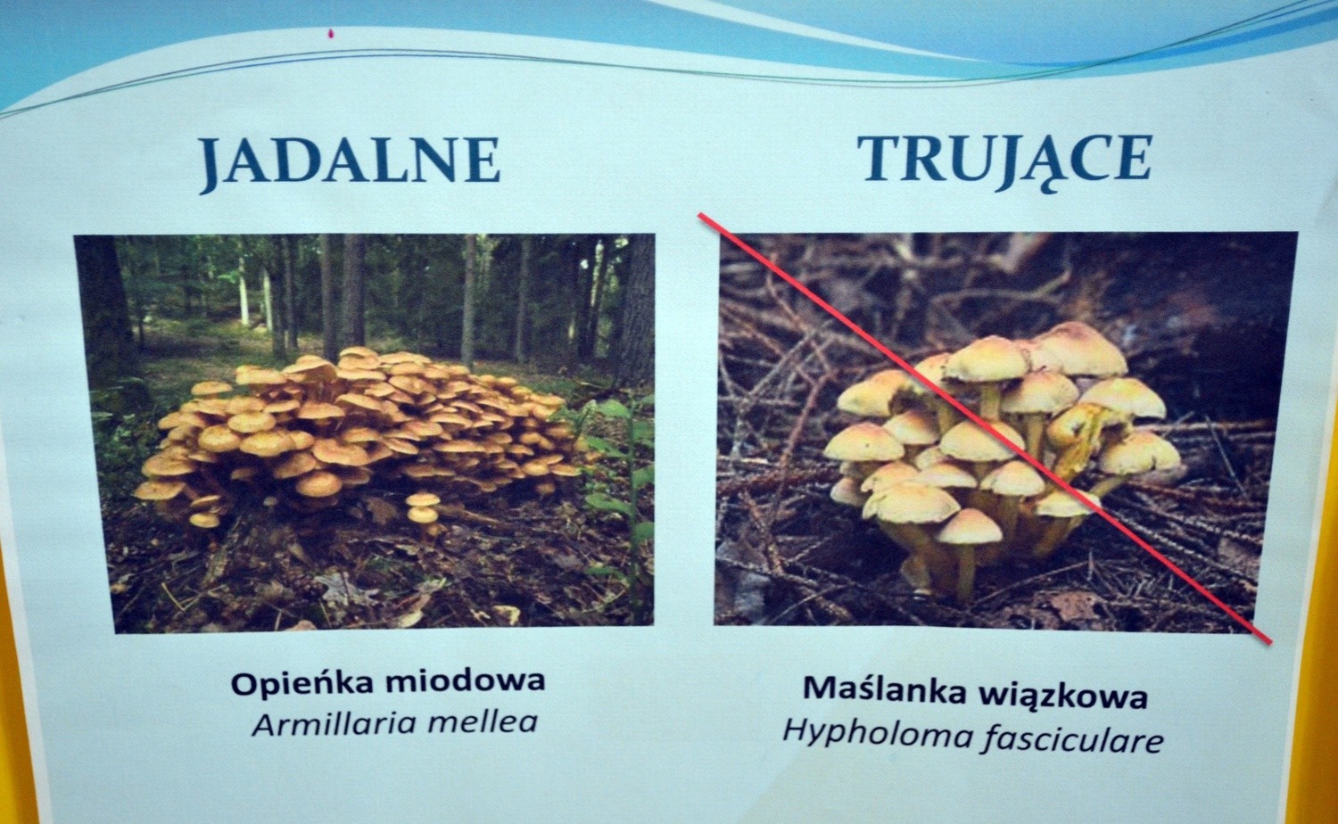 Jadalna Opieńka Miodowa, a trująca Maślanka Wiązkowa:Opieńka miodowa jest grzybem jadalnym