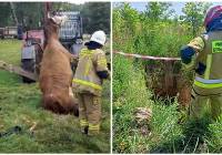 Krowa wpadła do studni, a jelonki do wykopu. Dolnośląscy strażacy w akcji - zdjęcia