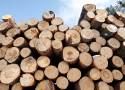 Lasy Państwowe: wysokie ceny drewna w marketach budowlanych nie mają uzasadnienia