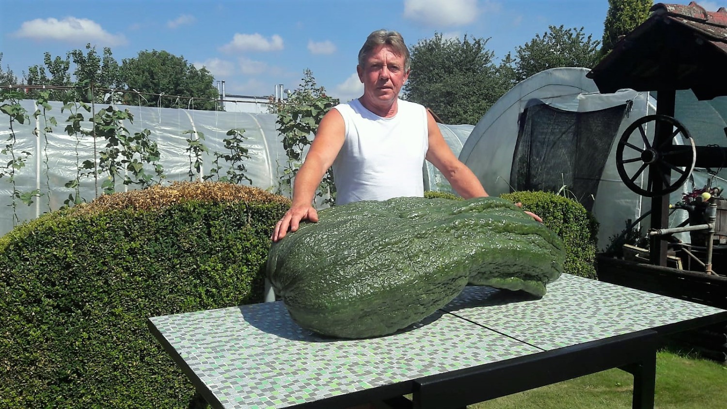 Kabaczek w ostatnim czasie mocno tył I osiągnął wagę 55 kilogramów! Jego obwód – licząc na wzdłuż wynosi 2,5 metra!