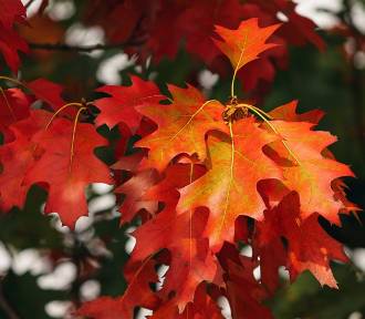 Pogoda październik 2018. Lato w jesieni? W październiku jeszcze nacieszymy się słońcem