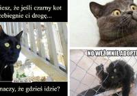 Memy Smieszne Naszemiasto Pl