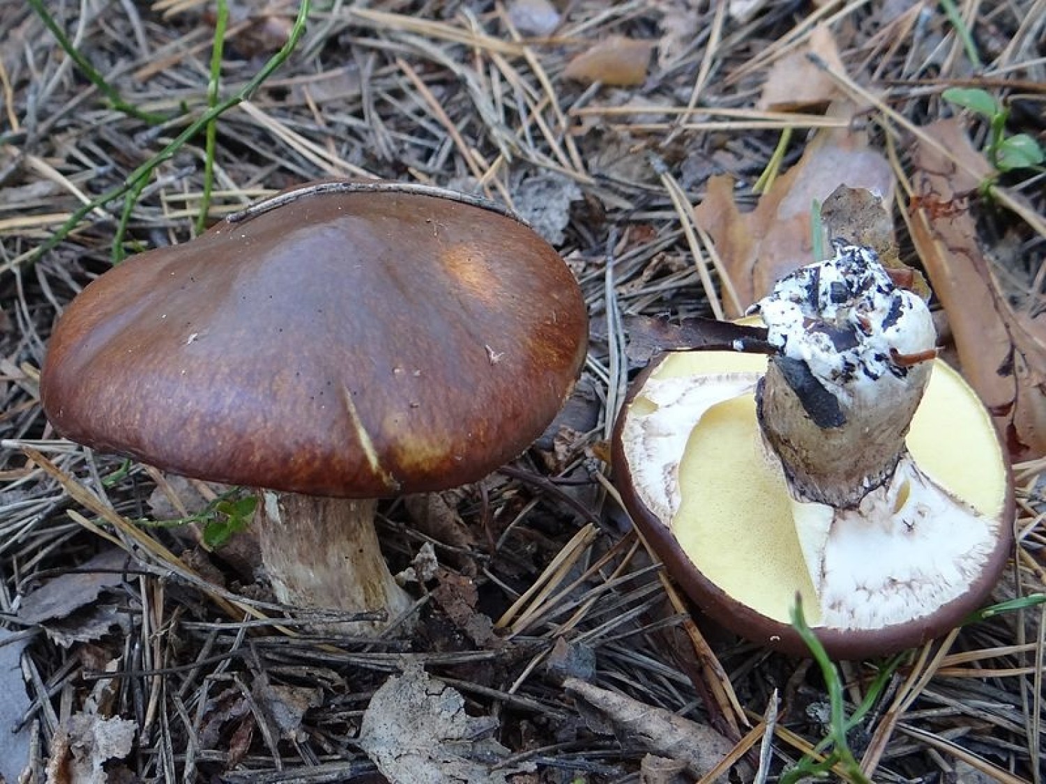 Maślak zwyczajny (Suillus luteus) - jadalny Średnica i kolor: 4-15 cm