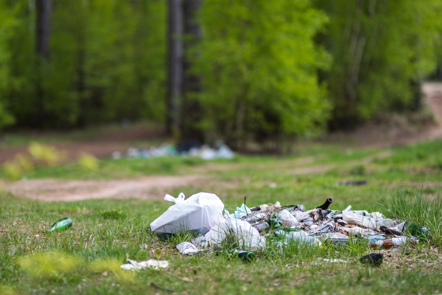 Wysypywanie śmieciZa zaśmiecanie lasu - nie tylko odpadami wielkogabarytowymi, plastikiem, szkłem, metalem i odpadkami gospodarskimi, ale także:> niedopałkami papierosów> skórkami od bananów i pomarańczy> ogryzkami jabłek> papierkami po gumie do żucia> innego rodzaju papieremgrozi grzywna do 5000 zł