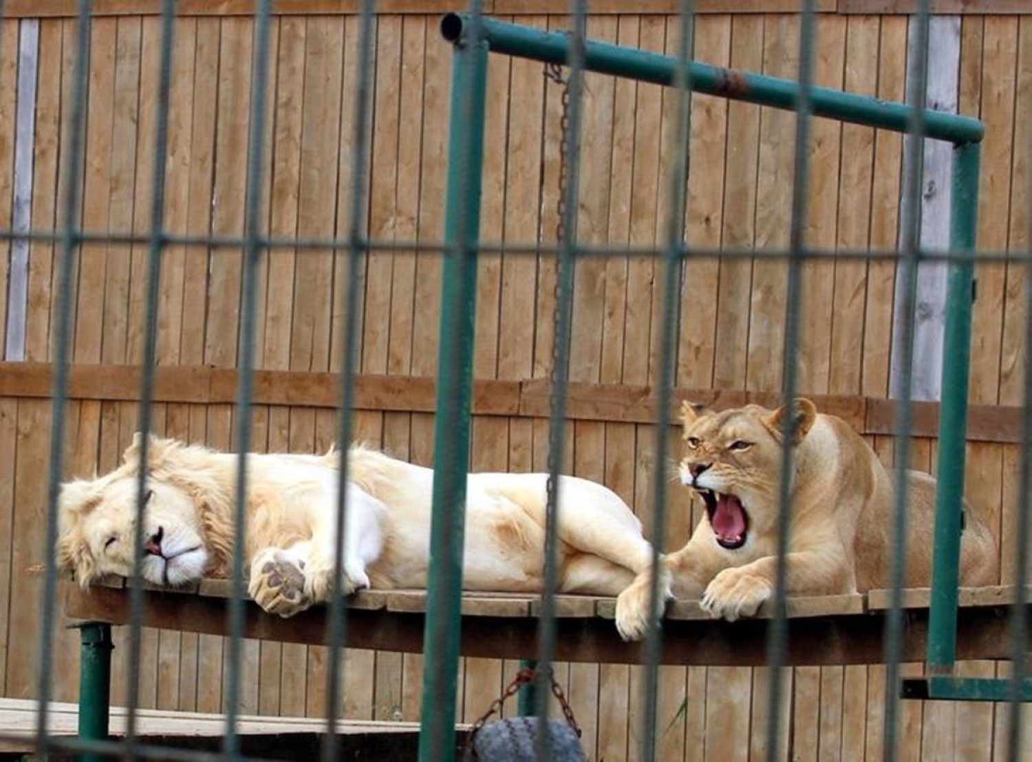 Zoo w Wojciechowie koło Lublina jest otwarte przez cały czas pomimo pandemii