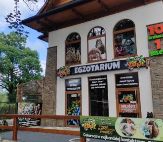 Prokuratura bada egzotarium w Zakopanem. Śledczy zabezpieczyli wszystkie zwierzęta